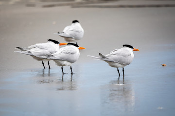 Seabirds