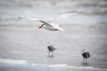 Seabirds