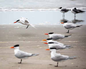 Seabirds