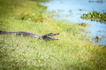 gekko, reptilia, animal, naturaleza, fauna, inhospitalario, verde, césped, monitor, cocodrilo, café, dragones, animal, ocular, roca, administrar, iguana