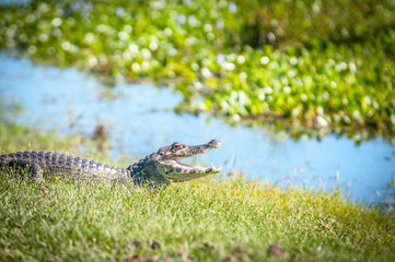 reptilia, animal, gekko, naturaleza, fauna, alligator, inhospitalario, cocodrilo, acuático, verde,...