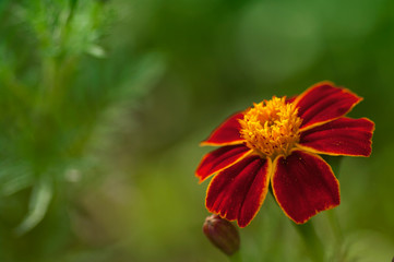 Close up of beautiful Orange yellow and red marigold flower, petals with gradients effect, Macro of marigold in flower bed sunny day summer concept