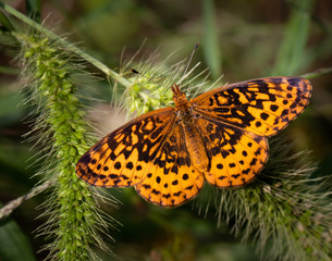 A pearl crescent butterfly on some plants in an eastern meadow