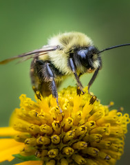 A close up portrait of a bumblebee on a yellow daisy