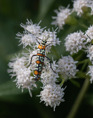 A colorful moth feeds on a bunch of small white flowers