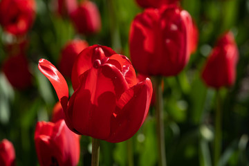 Red tulips field. Red tulips close up photography. Single red tulip photo. 