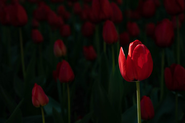 Red tulips field. Red tulips close up photography. Single red tulip photo. 