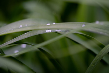 Green plant leaves with dew, rain droplets close up view, micro photography. 