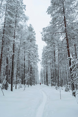 Fototapeta premium Woman trekking through the snow in Lapland, Finland