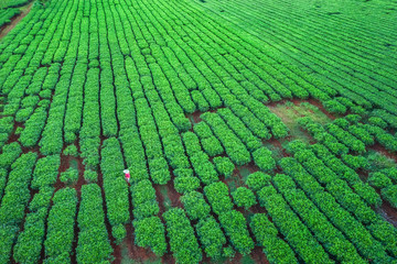 Aerial view of Bien Ho Che or Bien Ho tea hill, Gia Lai, Vietnam. 
