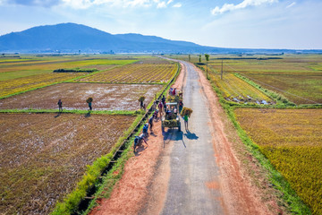 Aerial view of Ngo Son rice field, Gia Lai, Vietnam. Royalty high-quality free stock Panorama image landscape of terrace rice fields in Vietnam