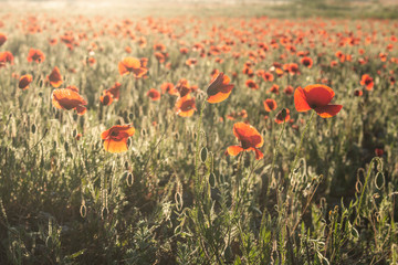 Beautiful wild red flowers in the meadow.Poppies at dawn. Field of red flowers.