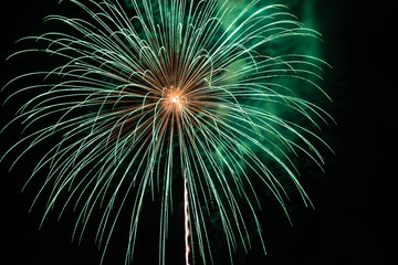Green Crysanthemum firework exploding in the sky