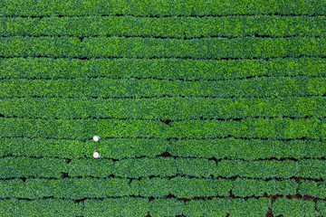 Aerial view of Bien Ho Che or Bien Ho tea hill, Gia Lai, Vietnam. 