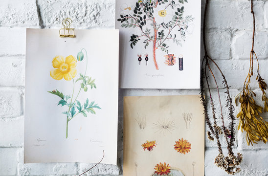 Picture go hand drawing flowers collection in a frame