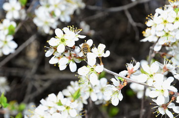 
A bee sits on a blossoming branch of blackthorn.