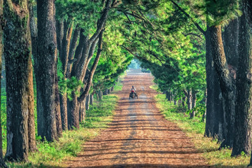 Old Pine road, famous road at Gia Lai, Vietnam.