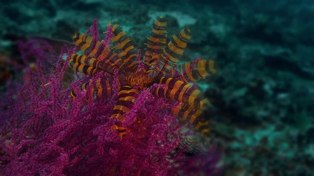 A bang buter sawtooth feather star (Oligometra serripinna) sits on a soft coral, Raja Amat, Indonesia