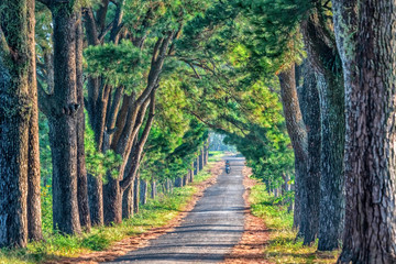 Old Pine road, famous road at Gia Lai, Vietnam.