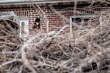 Cat on Watch Isolated 