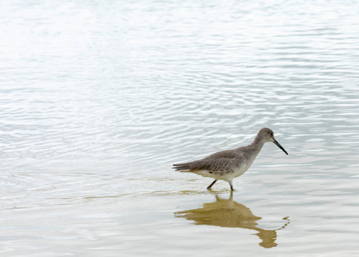 Bird on beach landscape, Wading bird in the ocean, Willet sandpiper bird watching, South Florida  birds, Bird reflection in water, Royalty free image