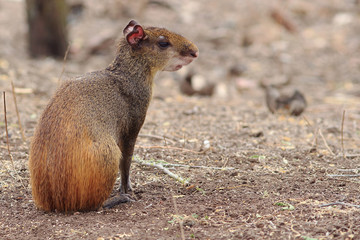 photo of an agouti (Dasyprocta leporina) sitting in the caatinga with negative space in the photo