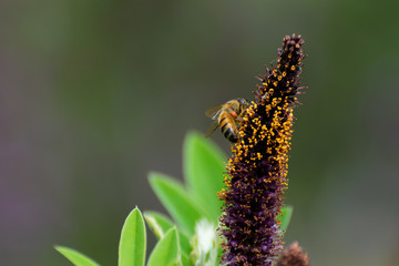 Honey bee gathering pollen from flower