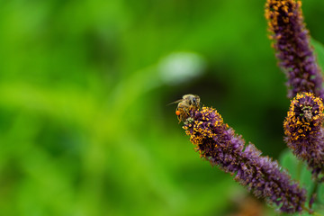 Honey bee on False Indigo bush
