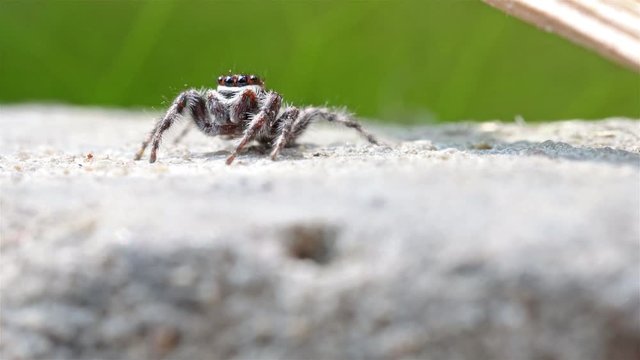 The jumping spiders (Menemerus) on a rock, Thailand. Menemerus spider is a genus of spiders in the family Salticidae.