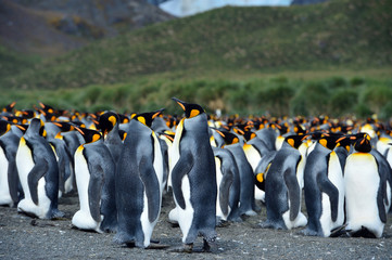 king penguin colony