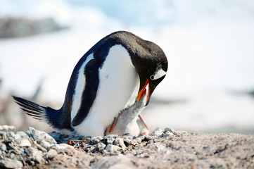 penguin on the rocks