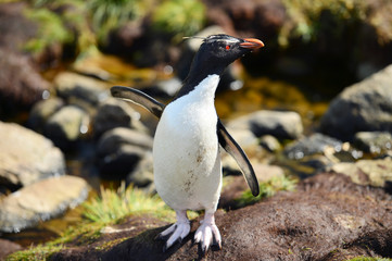 penguin on the rocks