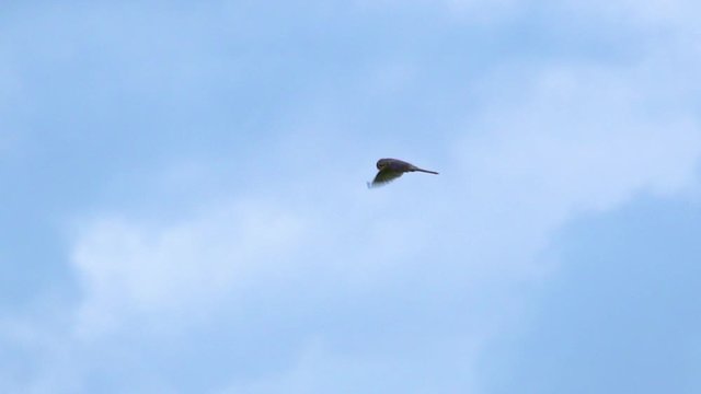 common kestrel hovering over prey
