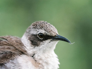 Espa√±ola¬†Mockingbird