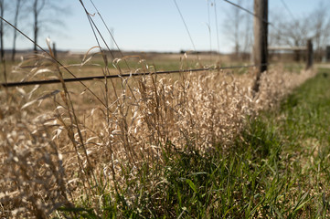 Fototapeta premium Country fence with green grass