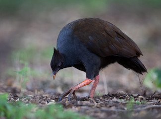 Orange-footed Scrubfowl (Megapodius reinwardt) in Darwin, Australia