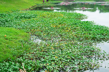 Green leaves float in the water. Calm pond with fresh leaves of trees. Quiet water surface....
