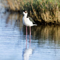 Black-necked Stilt Foraging. Baylands Nature Preserve, Santa Clara County, California, USA.
