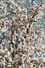 Beautiful blooming apple tree, against the blue sky. Filtered photo.