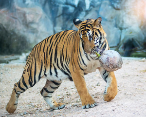 Fototapeta na wymiar Tiger playing with fun dried Coconut