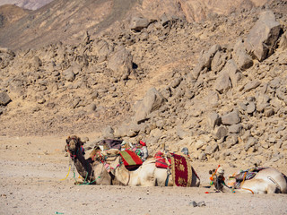Three camels are resting near big brown stones, medium view. Mountain in egyptian desert. Selective...