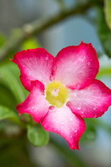 Obraz premium Closeup by macro lens of water drops after rain in morning on Adenium obesum is blooming, selective focus shot at water drops, vertical view.