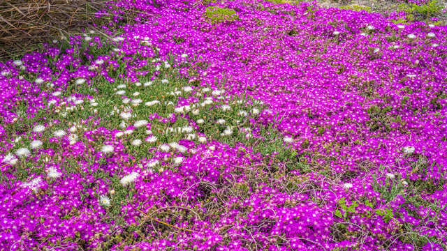 Nature background with Karkalla flowers (or beach bananas, pigface). Flowers of Australia and Tasmania.