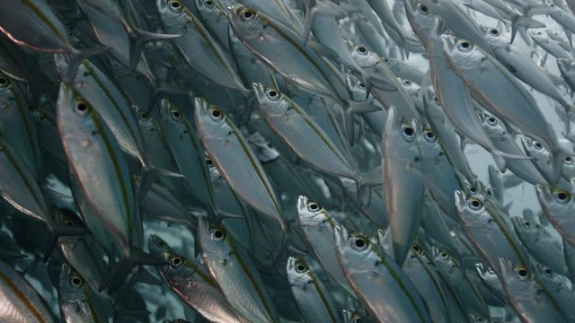 A large flock of Yellowstripe Scad (Selaroides leptolepis), swims in the sunlight in the blue water, slow motion Raja Ampat, Indonesia