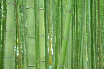 Japan. Kyoto. Sagano bamboo forest. Protected area in Kyoto. Excursion to the bamboo forest. Walking through the forests of Kyoto. Bamboo grows. Japanese tree. Sights Of Kyoto. Tourism in Japan.