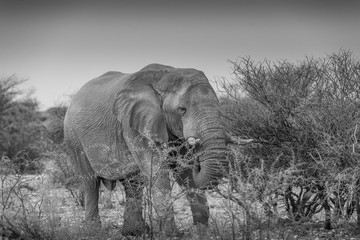Fototapeta na wymiar Bull elephant 