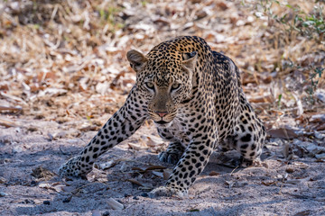 Crouching Leopard - south Africa