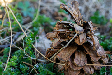 close-up of broken pinecone
