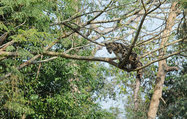 The beautiful leopard in a tree