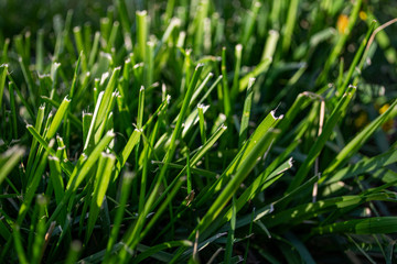 Fototapeta na wymiar close-up of grass